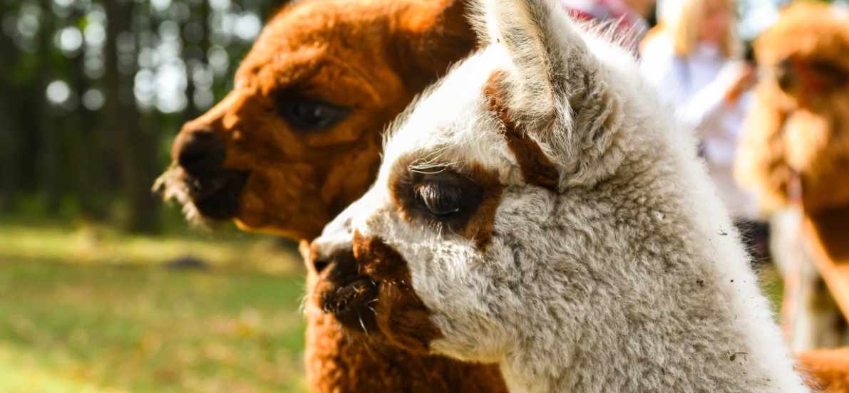 Reasons to Keep Alpaca as a Home Pet