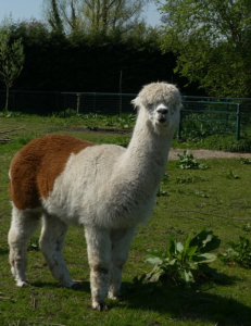 alpaca home pet