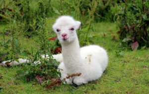 alpaca home pet