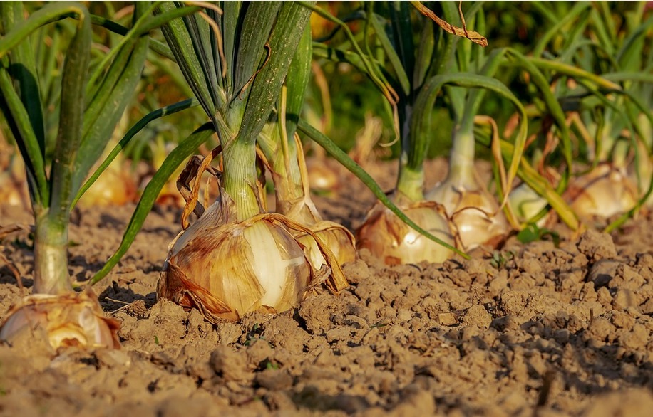 a garden of onions