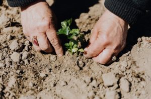 planting
